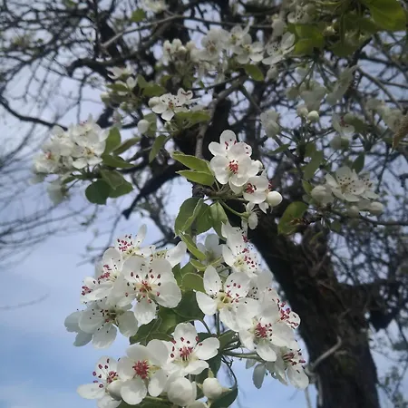 Casa Il Grappolo ゲストハウス Momo