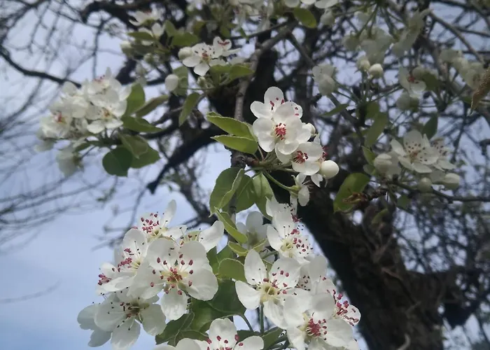 Casa Il Grappolo Gasthuis Momo